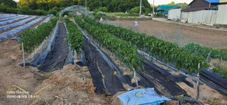 미우리님의 🎤어떤 노래 좋아하세요? · 참여글 작성글 사진