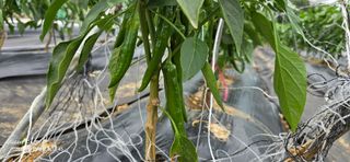 미우리님의 🎤어떤 노래 좋아하세요? · 참여글 작성글 사진