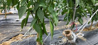 미우리님의 🎤어떤 노래 좋아하세요? · 참여글 작성글 사진