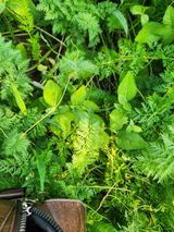 팜모닝 농사, 무엇이든 물어보세요!·참여글 게시글 이미지