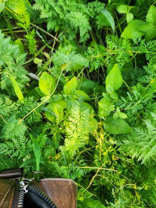 내 사랑색소폰님의 농사, 무엇이든 물어보세요! · 참여글 작성글 사진