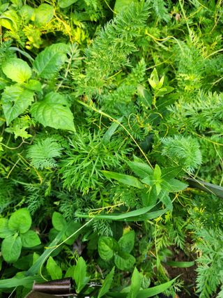 내 사랑색소폰님의 농사, 무엇이든 물어보세요! · 참여글 작성글 사진