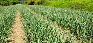 노희식님의 마늘 · 일상 작성글 사진