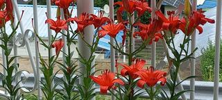 옥정호님의 🎤어떤 노래 좋아하세요? · 참여글 작성글 사진