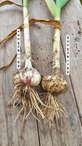 팜모닝 마늘·영농일지 게시글 이미지