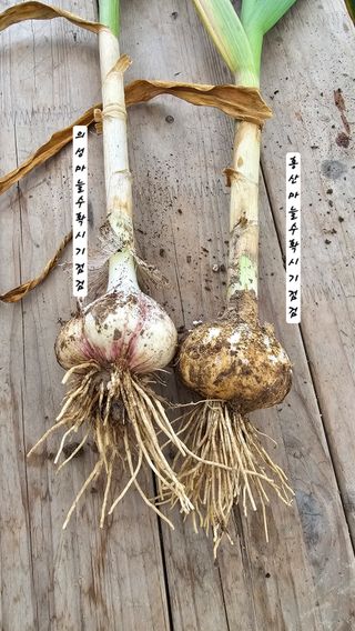 최석주님의 마늘 · 영농일지 작성글 사진