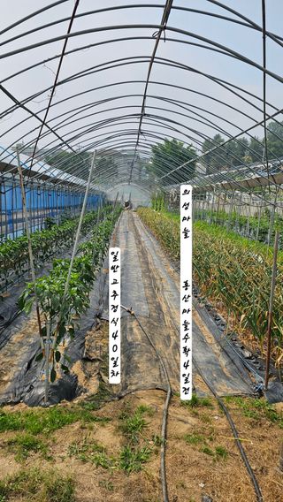 최석주님의 마늘 · 영농일지 작성글 사진