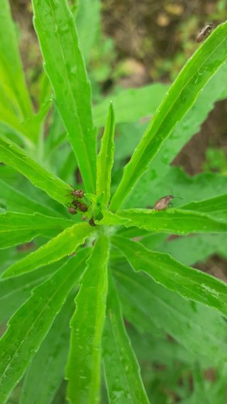 김현필님의 감 · 병해충상담 작성글 사진