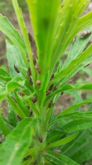 김현필님의 감 · 병해충상담 작성글 사진