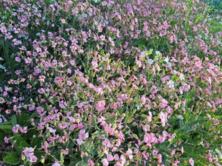 황금재님의 🎤어떤 노래 좋아하세요? · 참여글 작성글 사진