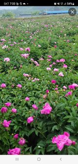 팜모닝 🎤어떤 노래 좋아하세요?·참여글 게시글 이미지