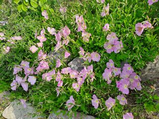 허선경님의 🎤어떤 노래 좋아하세요? · 참여글 작성글 사진