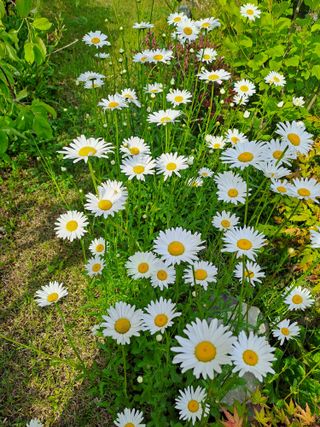 허선경님의 🎤어떤 노래 좋아하세요? · 참여글 작성글 사진