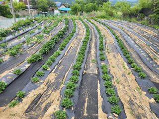 칠곡가산 최지훈님의 자유주제 · 자유게시판 작성글 사진