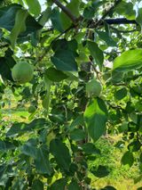 팜모닝 사과·영농일지 게시글 이미지