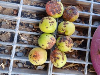 12345우각장당리님의 기타작물 · 병해충상담 작성글 사진