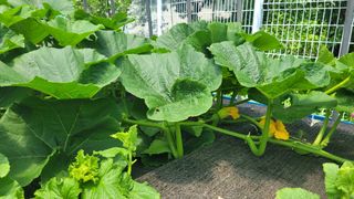 옥그린농장님의 자유주제 · 자유게시판 작성글 사진