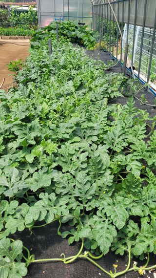 옥그린농장님의 자유주제 · 자유게시판 작성글 사진