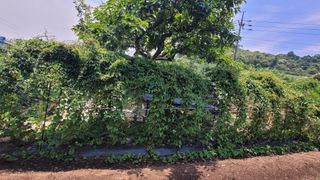 옥그린농장님의 자유주제 · 자유게시판 작성글 사진