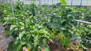 옥그린농장님의 자유주제 · 자유게시판 작성글 사진