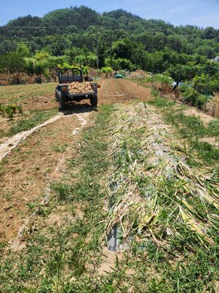 장재갑님의 양파 · 영농일지 작성글 사진