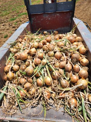 장재갑님의 양파 · 영농일지 작성글 사진