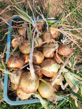 장재갑님의 양파 · 영농일지 작성글 사진