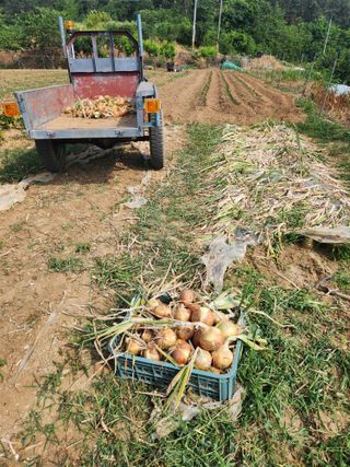 장재갑님의 양파 · 영농일지 작성글 사진