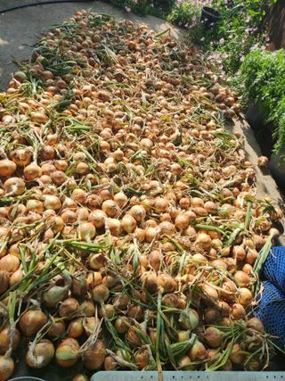 장재갑님의 양파 · 영농일지 작성글 사진