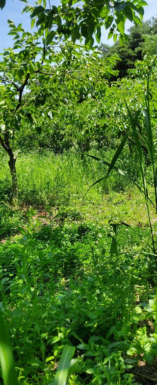 복주농장님의 자유주제 · 자유게시판 작성글 사진