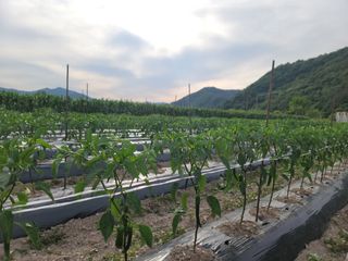 김순례님의 고추 · 영농일지 작성글 사진