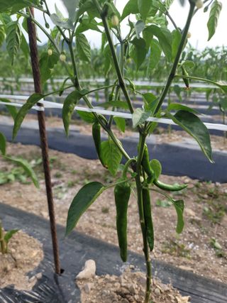 김순례님의 고추 · 영농일지 작성글 사진