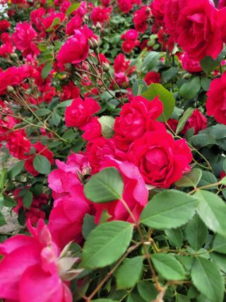 커피나무님의 🎤어떤 노래 좋아하세요? · 참여글 작성글 사진