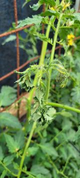 팜모닝 토마토·병해충상담 게시글 이미지