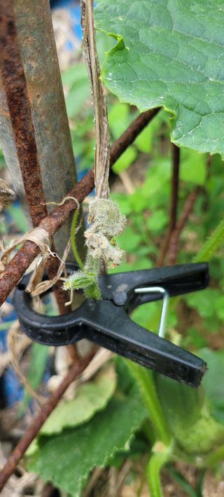 이태희님의 토마토 · 병해충상담 작성글 사진