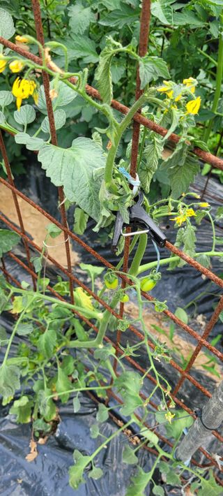 이태희님의 토마토 · 병해충상담 작성글 사진