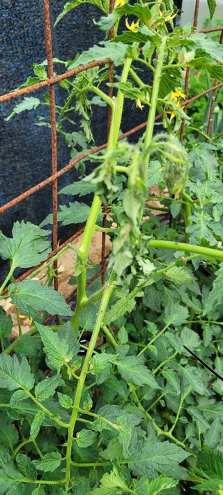 이태희님의 토마토 · 병해충상담 작성글 사진