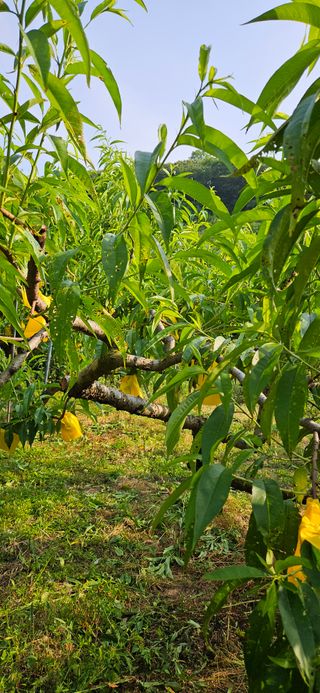 이해창님의 복숭아 · 병해충상담 작성글 사진