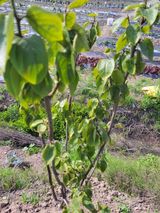 팜모닝 감·병해충상담 게시글 이미지