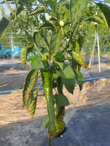 팜모닝 고추·병해충상담 게시글 이미지