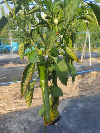 5년농부*안진님의 고추 · 병해충상담 작성글 사진