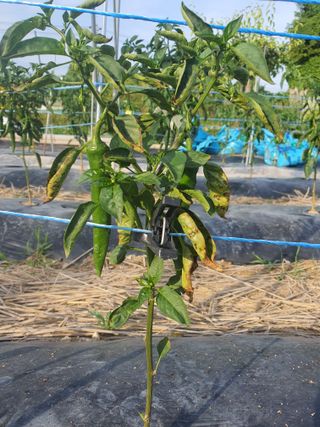 5년농부*안진님의 고추 · 병해충상담 작성글 사진