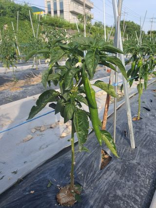 5년농부*안진님의 고추 · 병해충상담 작성글 사진