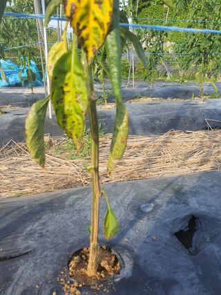 5년농부*안진님의 고추 · 병해충상담 작성글 사진