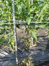 팜모닝 자유주제·자유게시판 게시글 이미지