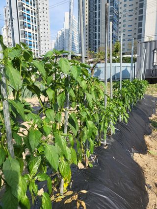 정정숙님의 자유주제 · 자유게시판 작성글 사진