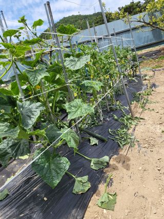 정정숙님의 자유주제 · 자유게시판 작성글 사진