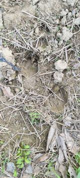 팜모닝 복숭아·영농일지 게시글 이미지