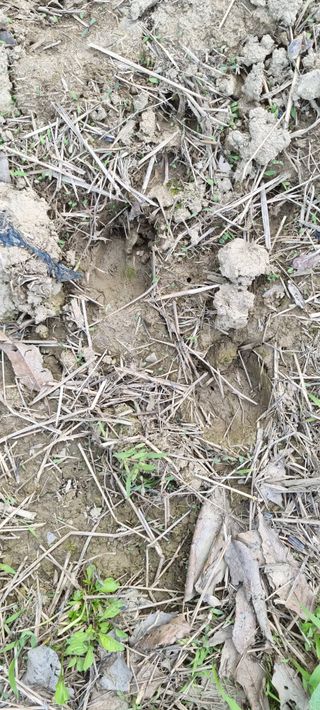 황금독수리님의 복숭아 · 영농일지 작성글 사진