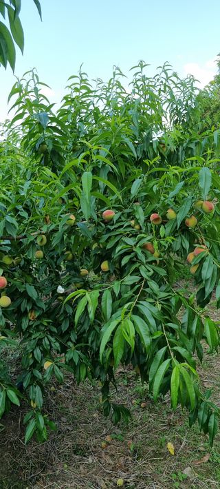 황금독수리님의 복숭아 · 영농일지 작성글 사진